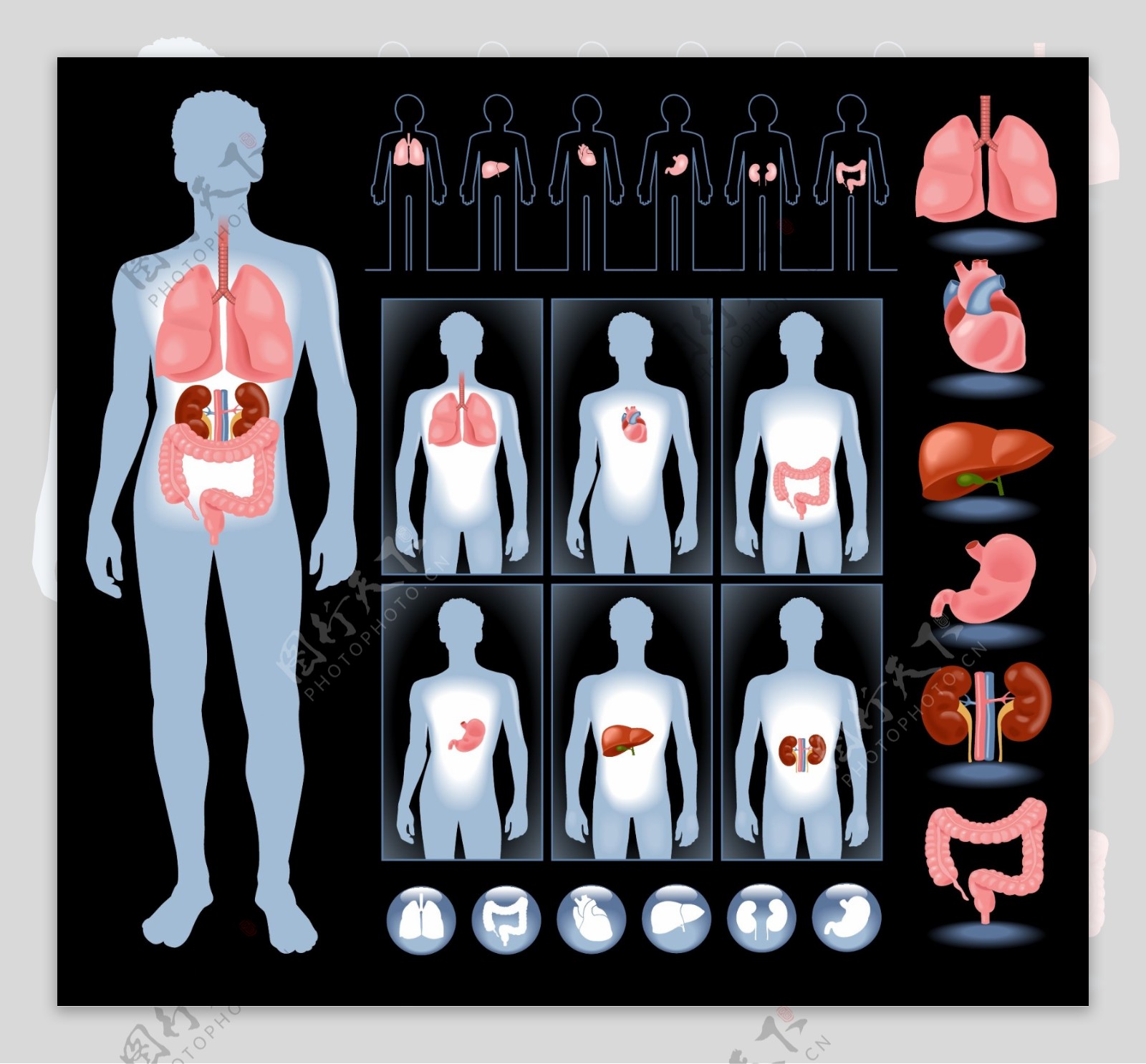 内脏人体器官图片