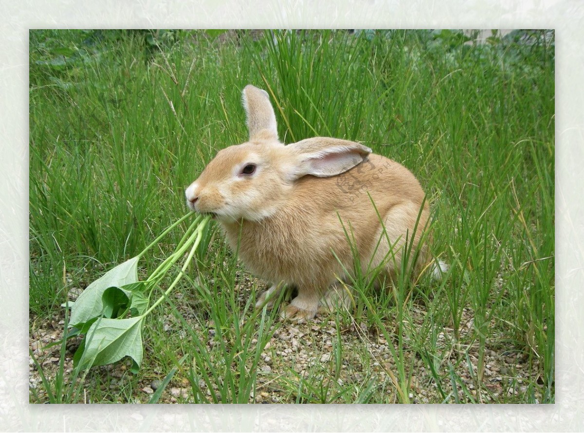 喂养兔兔图片