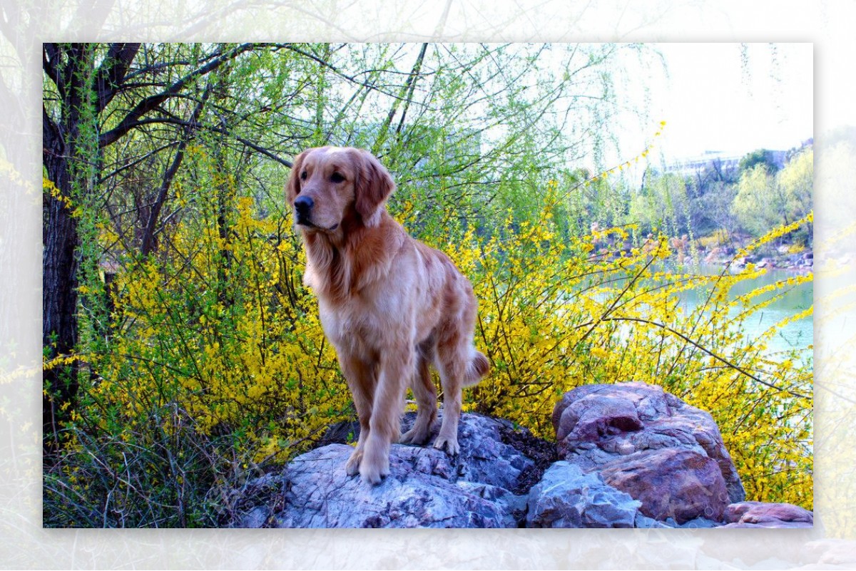 岩石上的金毛犬图片