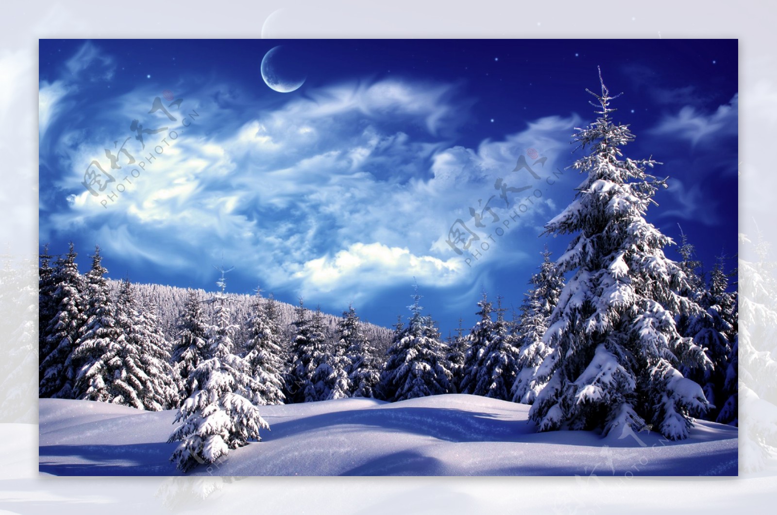 雪松雪地松树图片