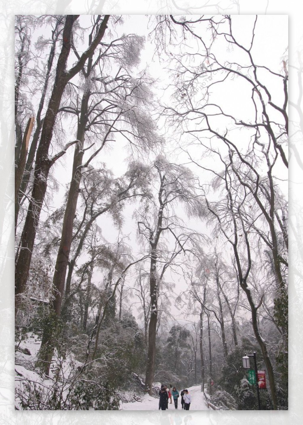 冰冻的枫树林图片