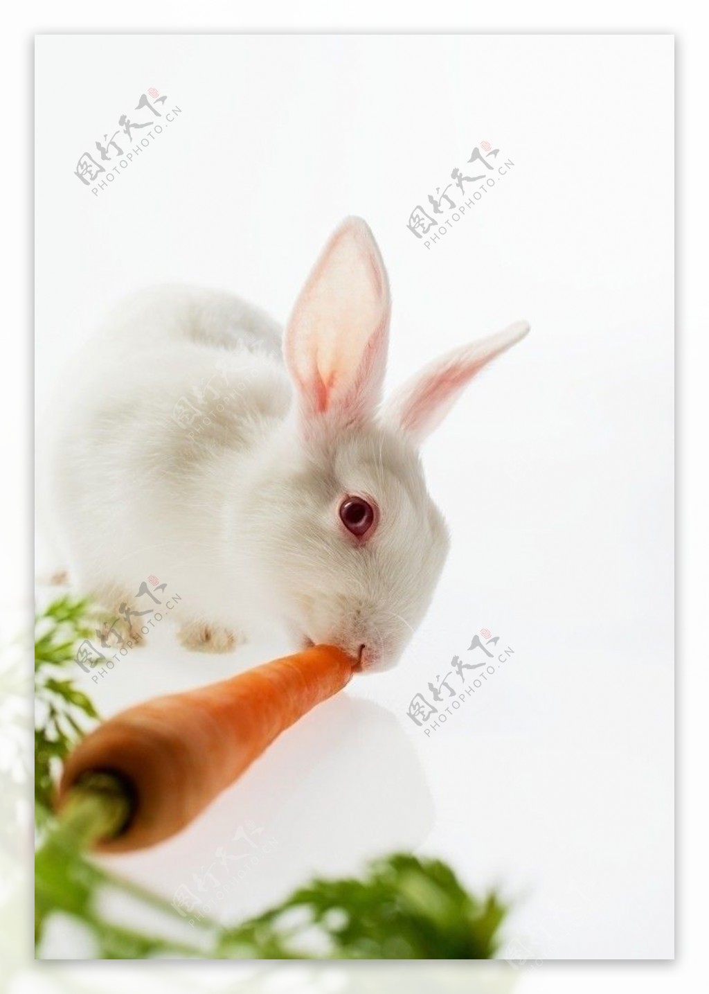 吃萝卜的小白兔图片