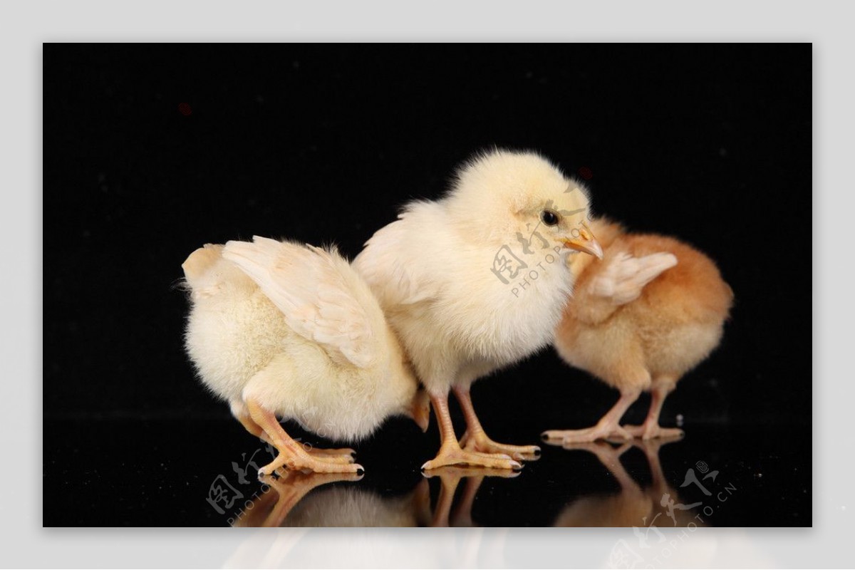 白色背景中的小黑鸡，小鸡刚出生 库存图片. 图片 包括有 自然, 生活, 农场, 泰国, 逗人喜爱, 宠物 - 159487173