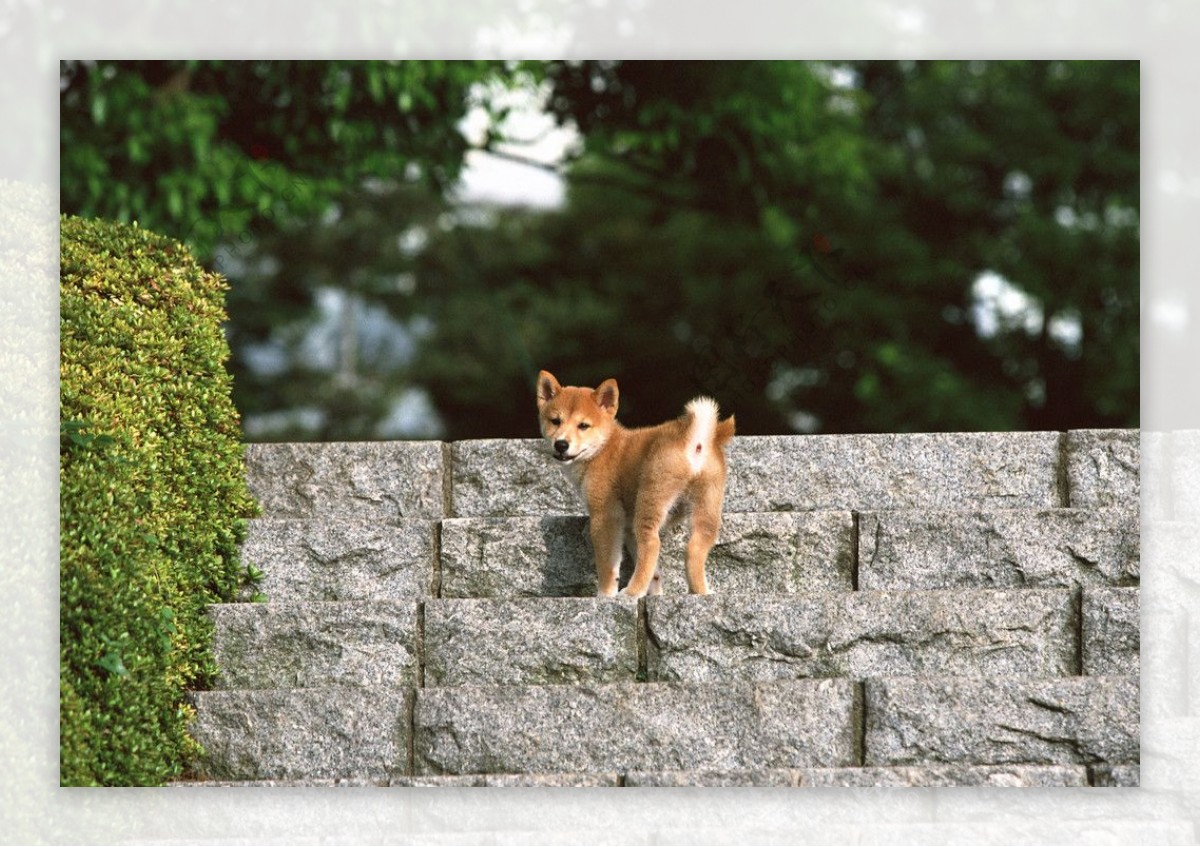 日本柴犬图片