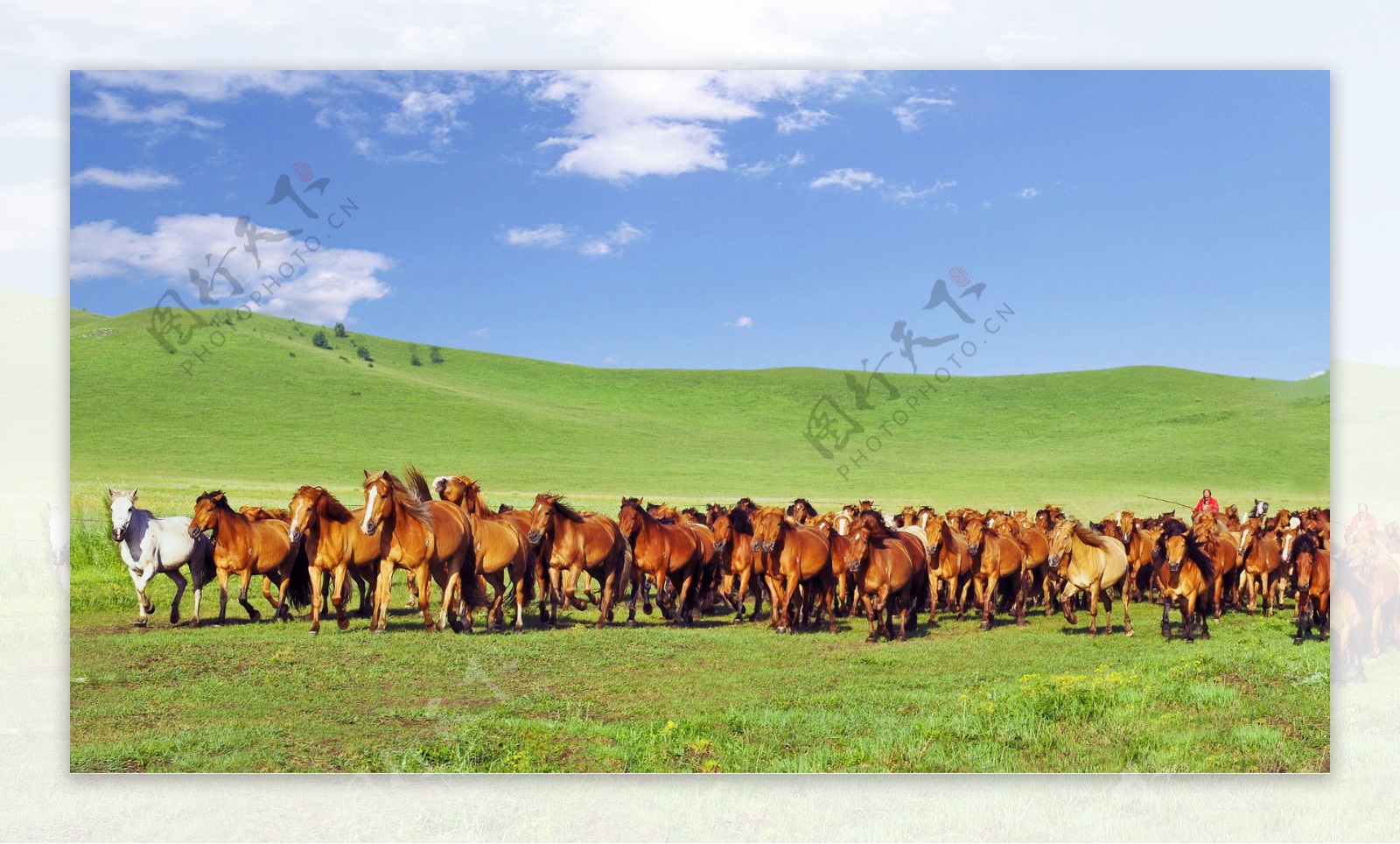 草原上的马群图片