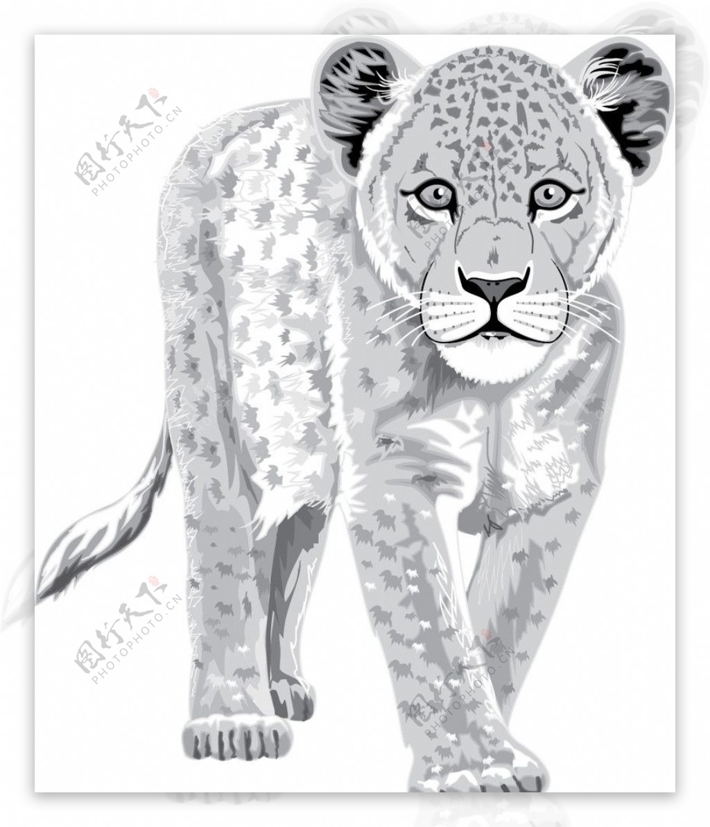 超可爱漂亮的高清晰野生动物雪豹矢量图图片