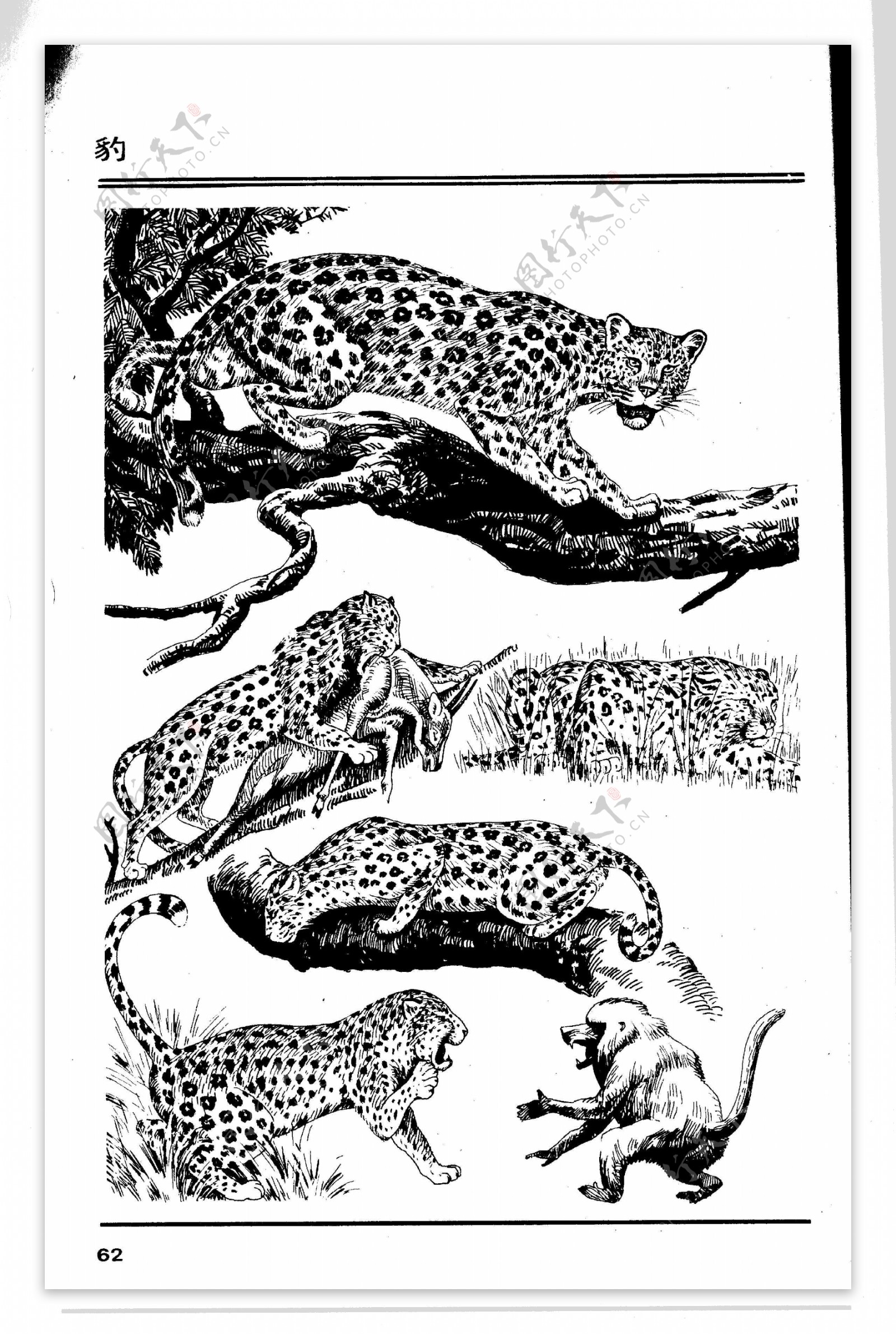 画兽谱66豹图片