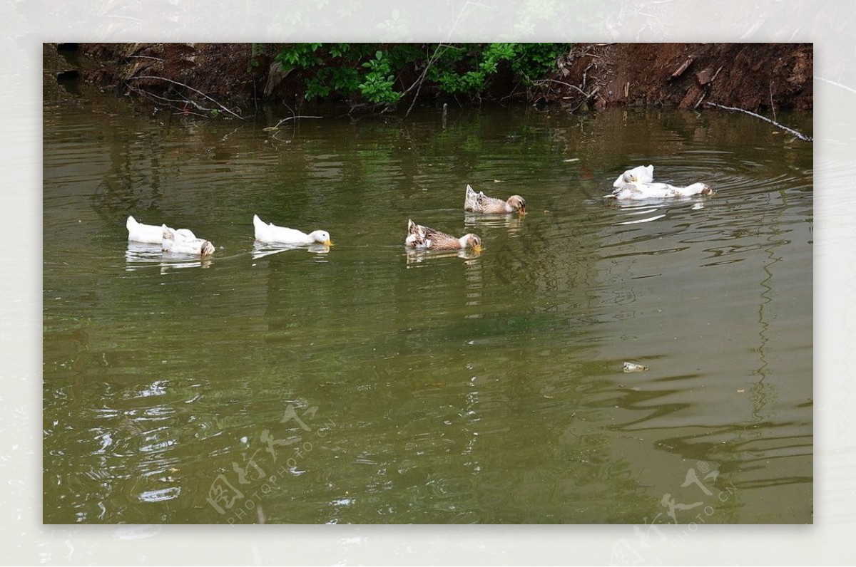 内河的鸭群图片