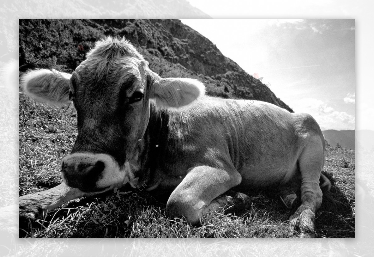 小牛摄影图片