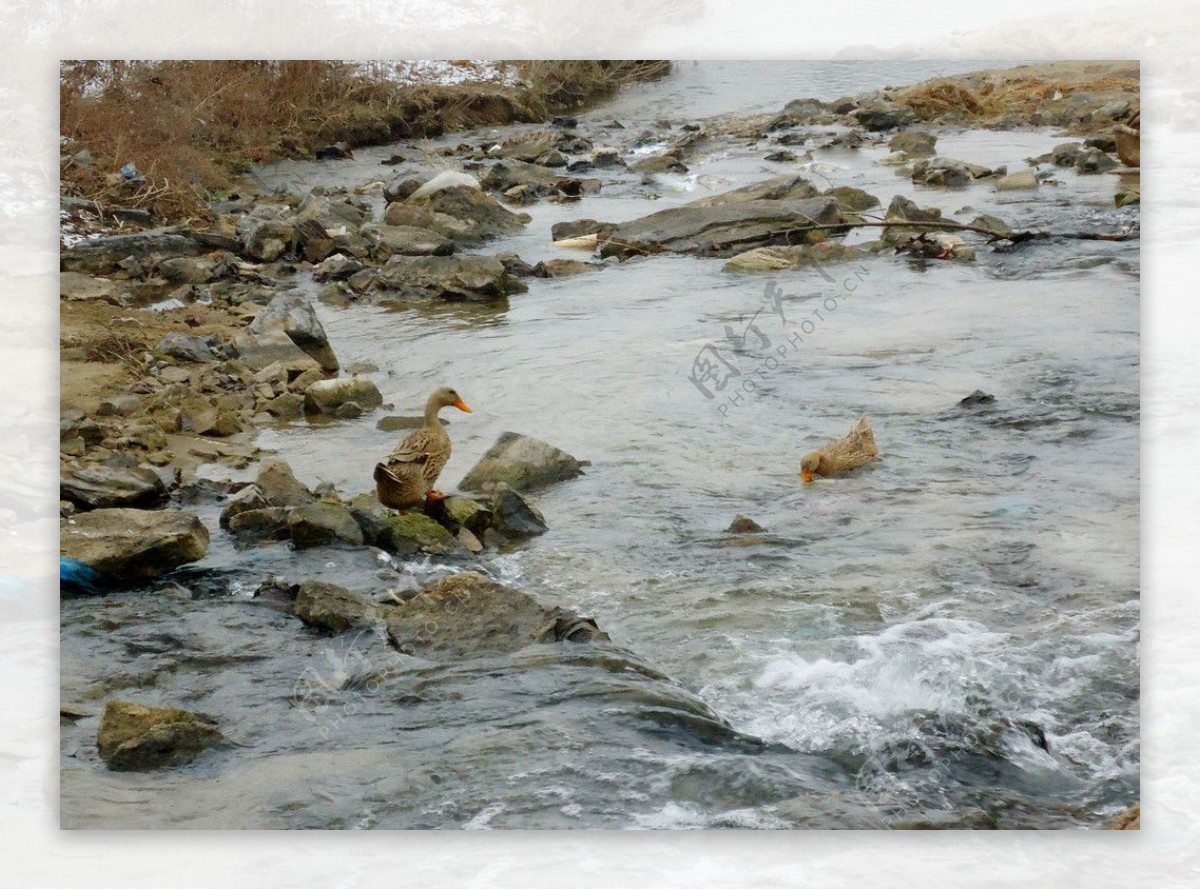 河里鸭子图片