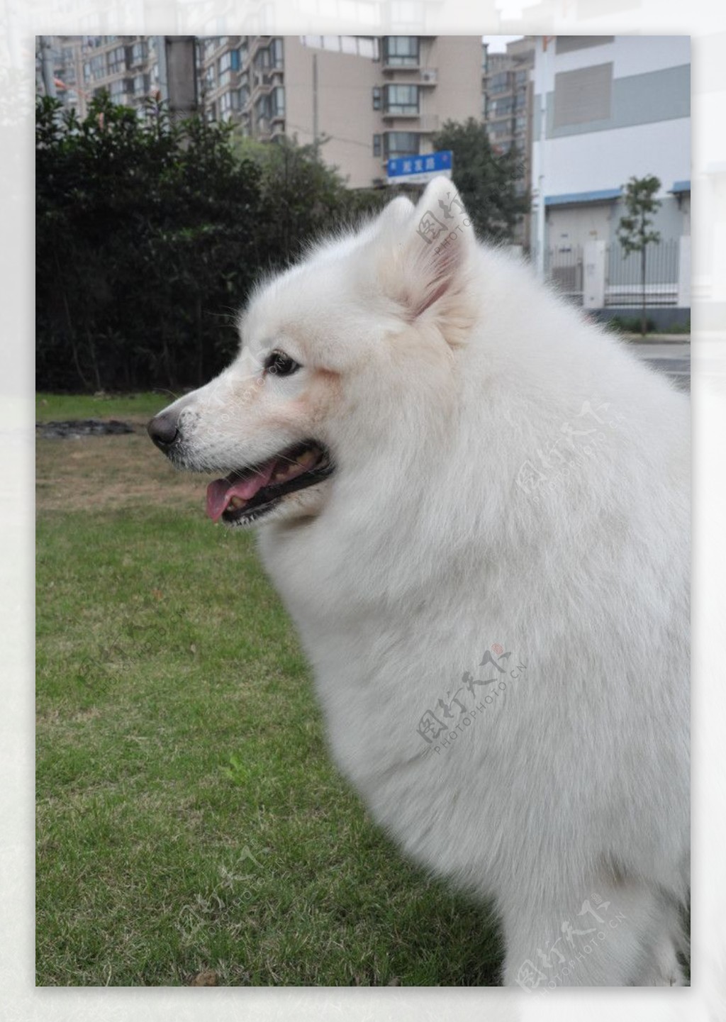 西伯利亚犬图片