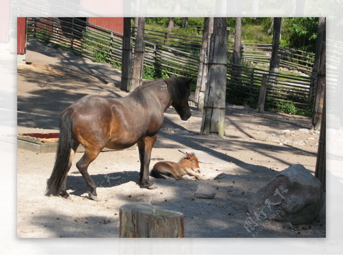 瑞典动物园的马图片