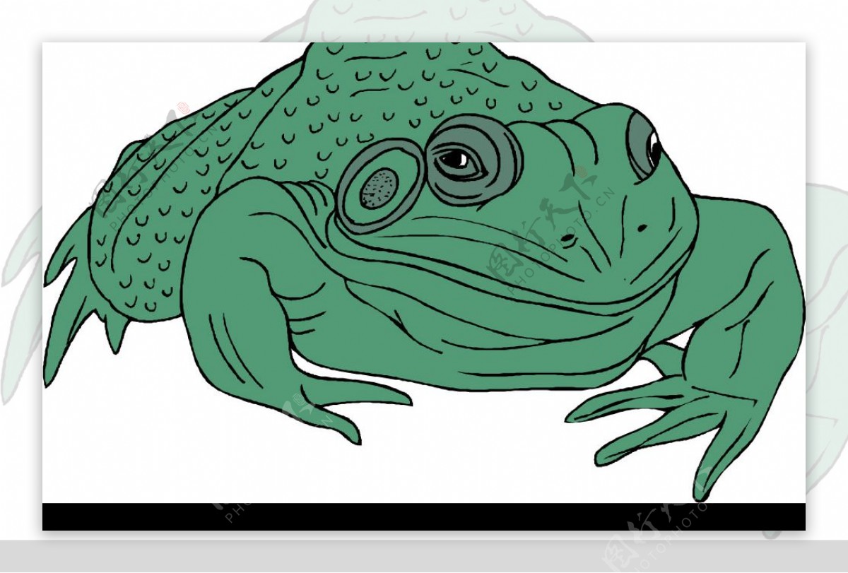 青蛙53图片