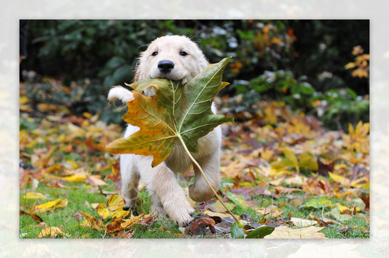 叼着叶子的小狗图片