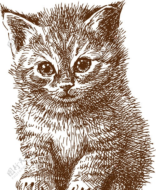 手绘素描小猫图片