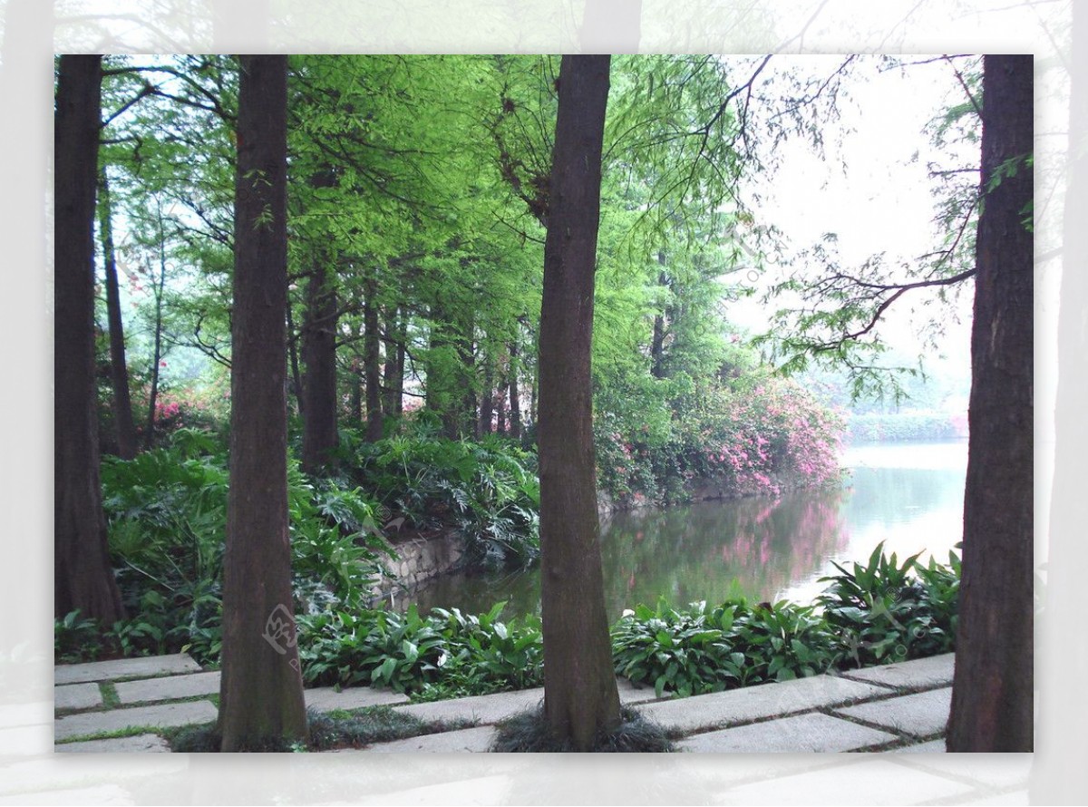 流花湖之春季落羽松林图片