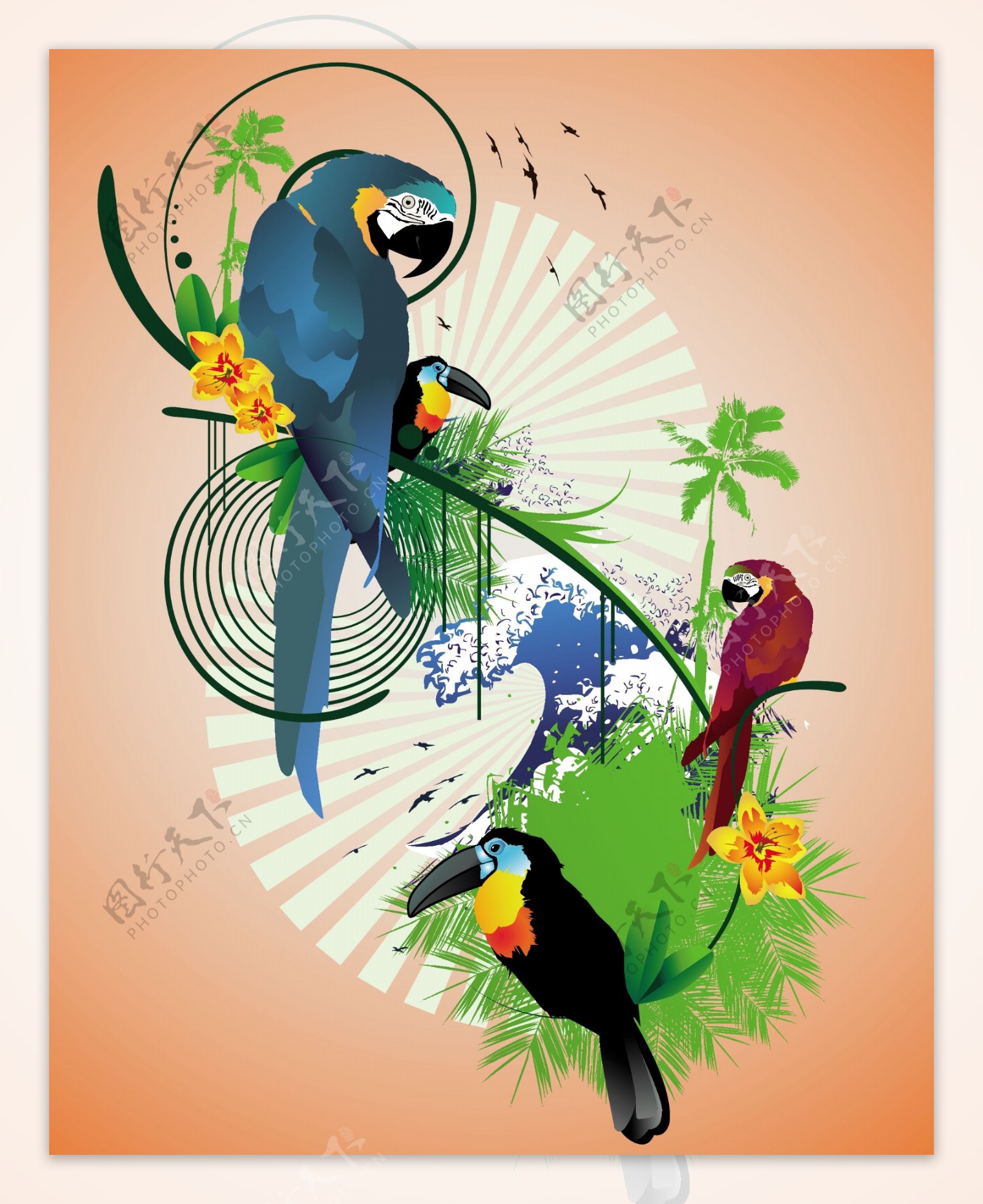 羽毛鲜艳的鹦鹉插画图片