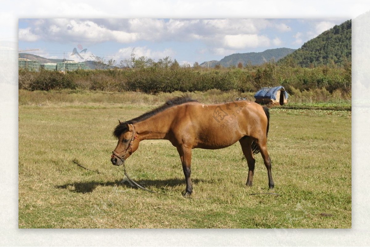马匹马动物图片
