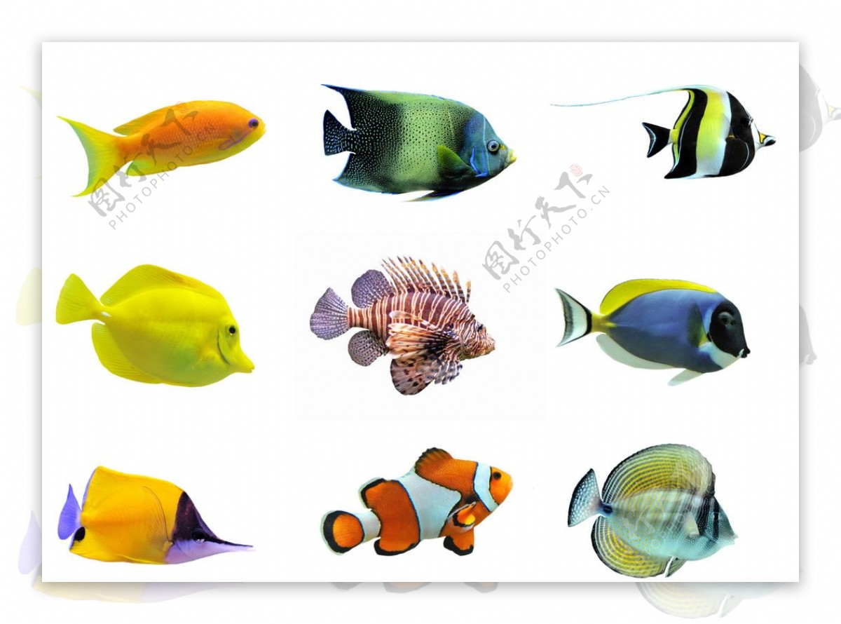 多款热带鱼图片