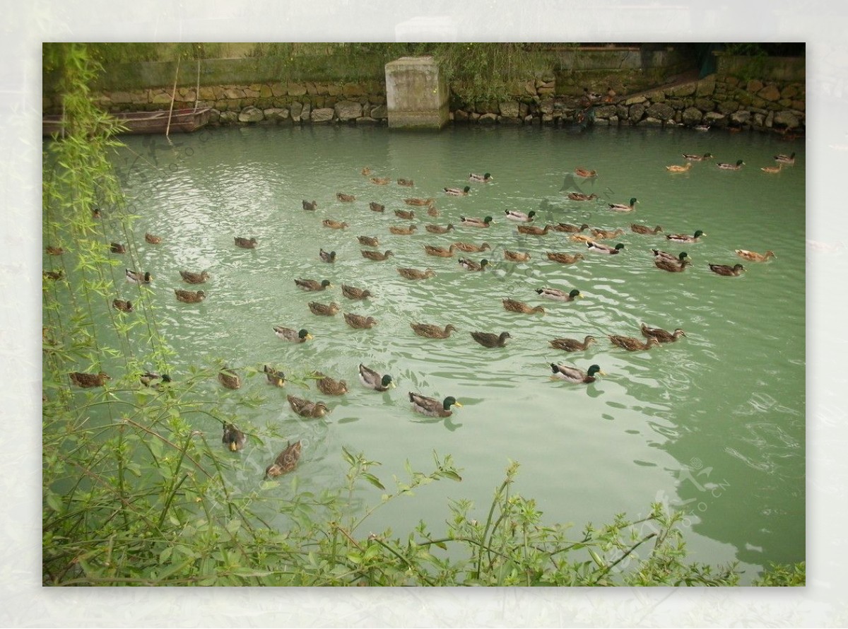 河面垂柳和野鸭图片