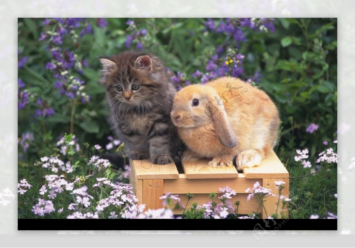 小兔子与小猫图片
