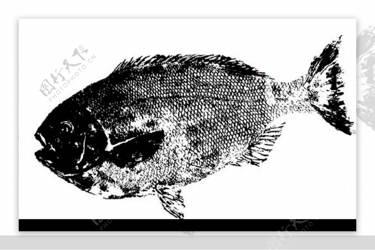 水墨画的鱼图片