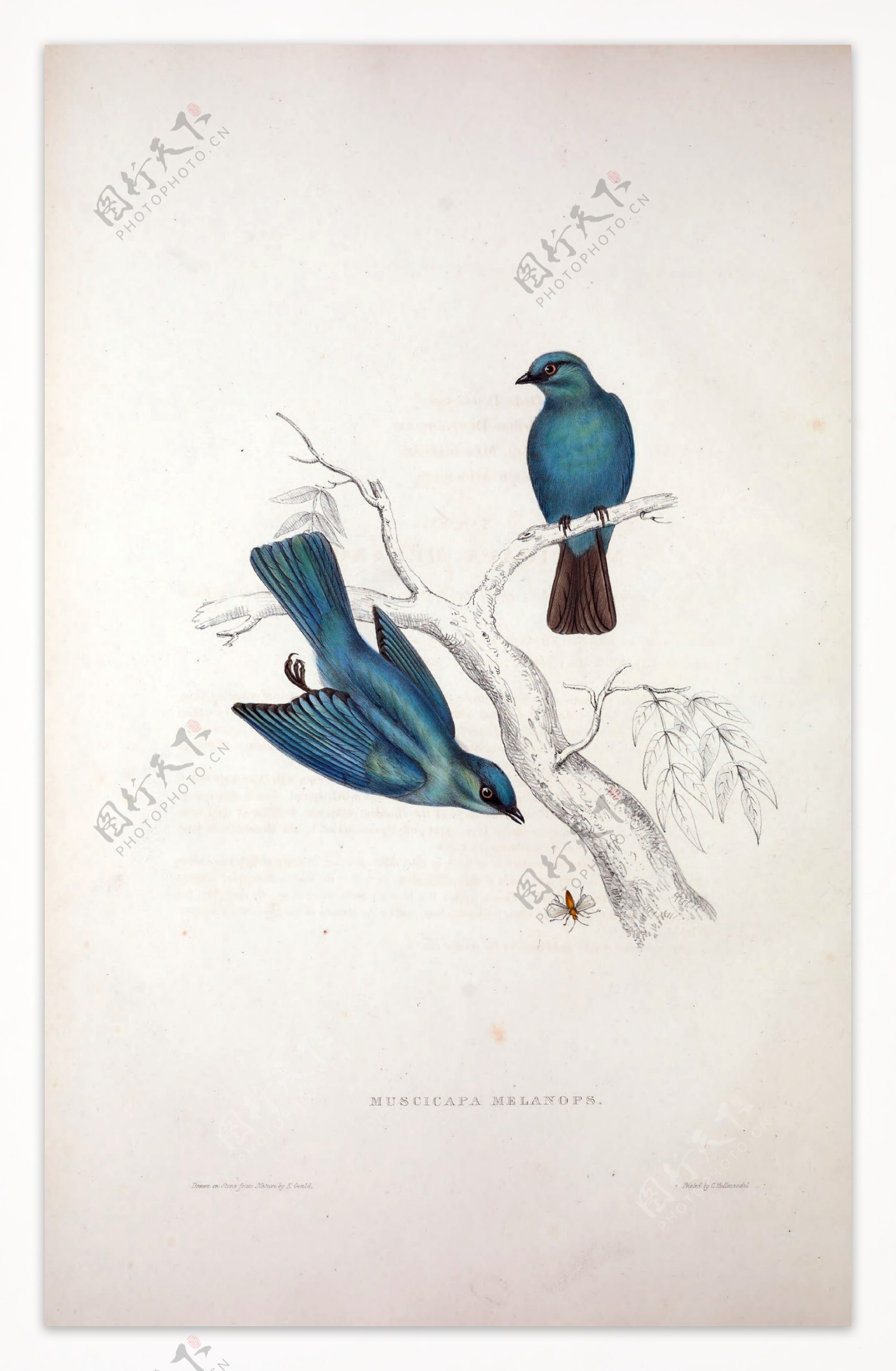 蓝色小鸟插画高清鸟类手绘图片