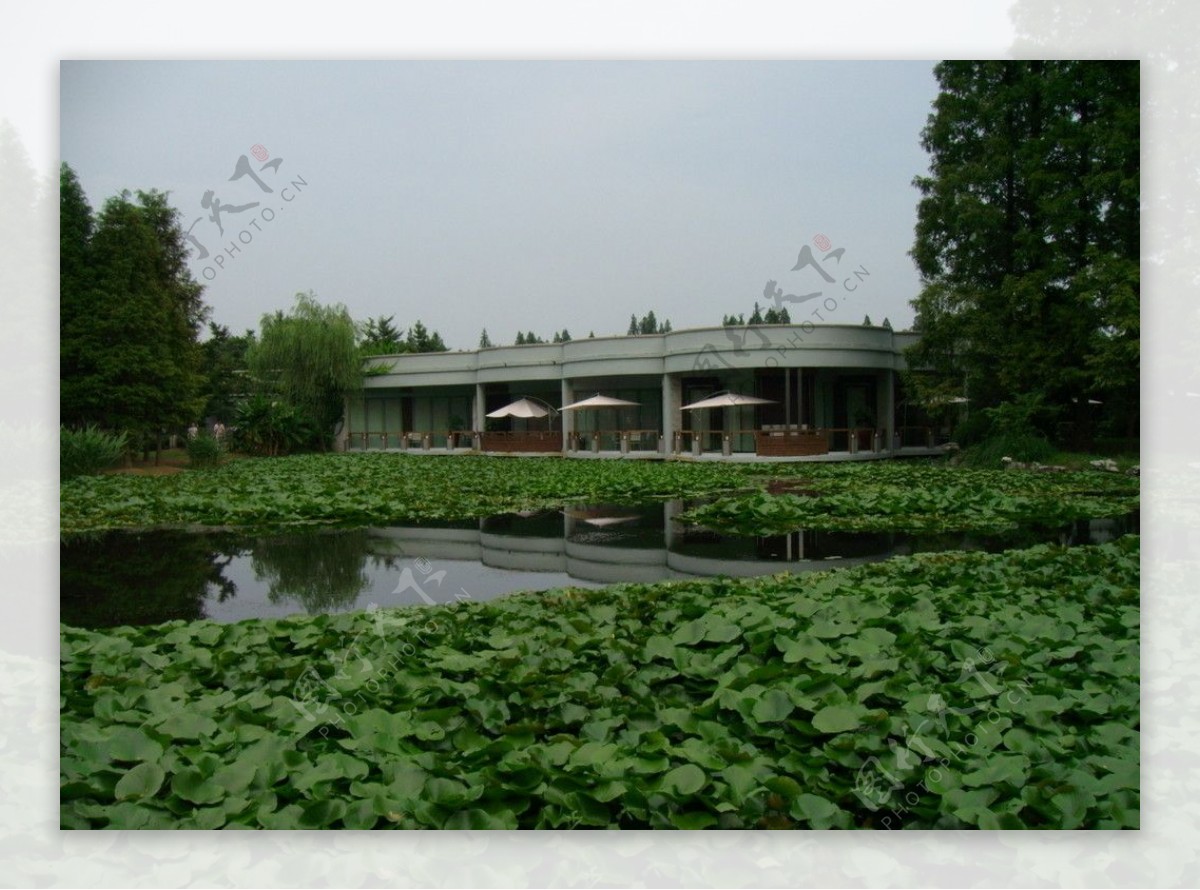 杭州花圃绿萍图片