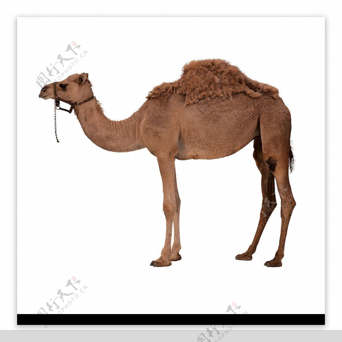 高清骆驼图片