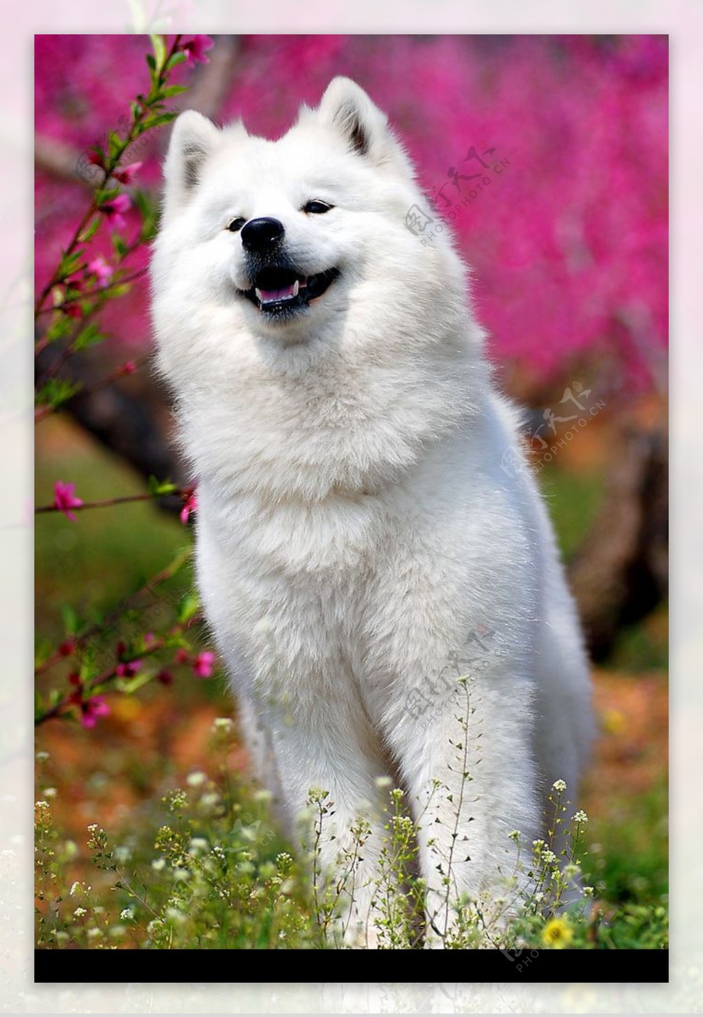 宠物犬的微笑图片