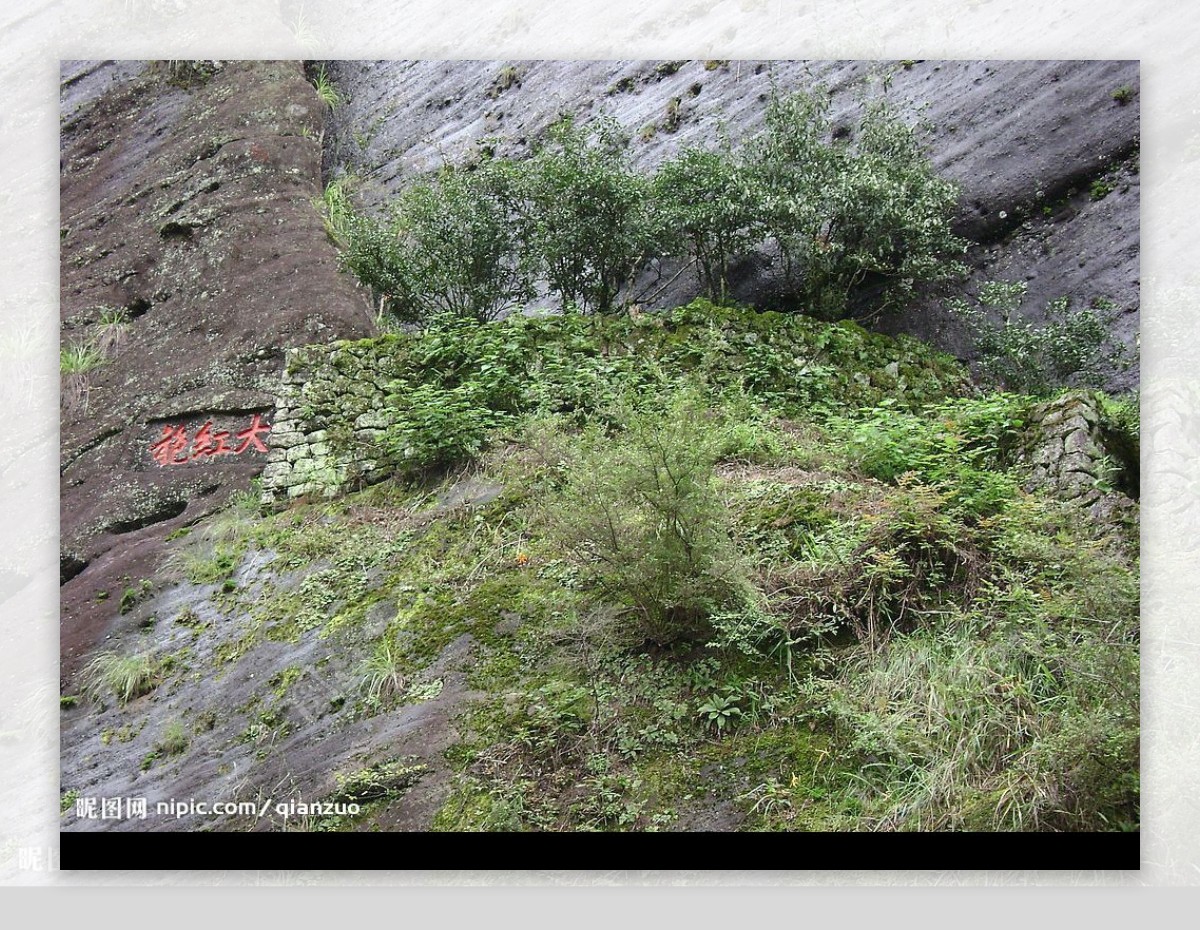 武夷山大红袍母树图片