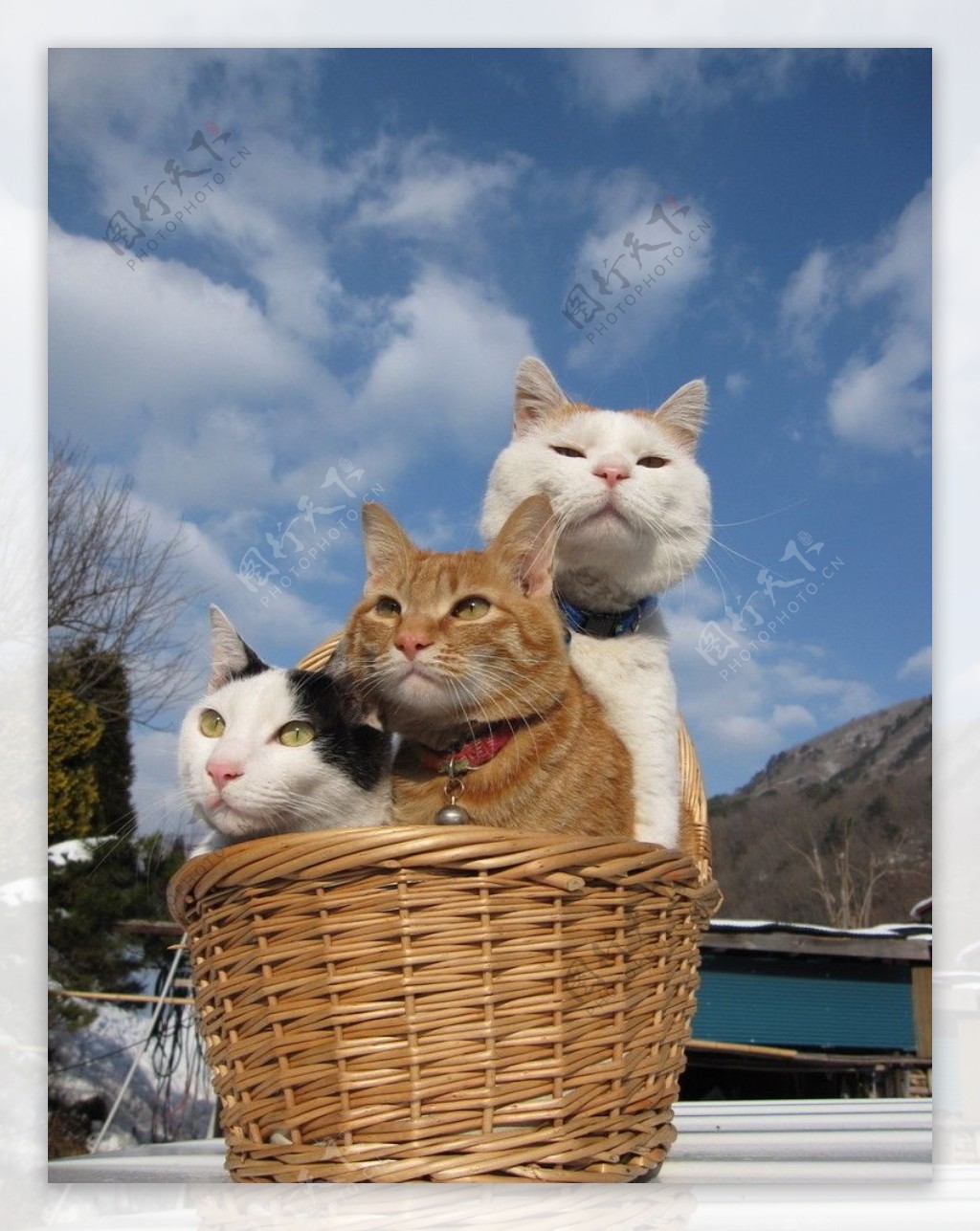 三只猫图片