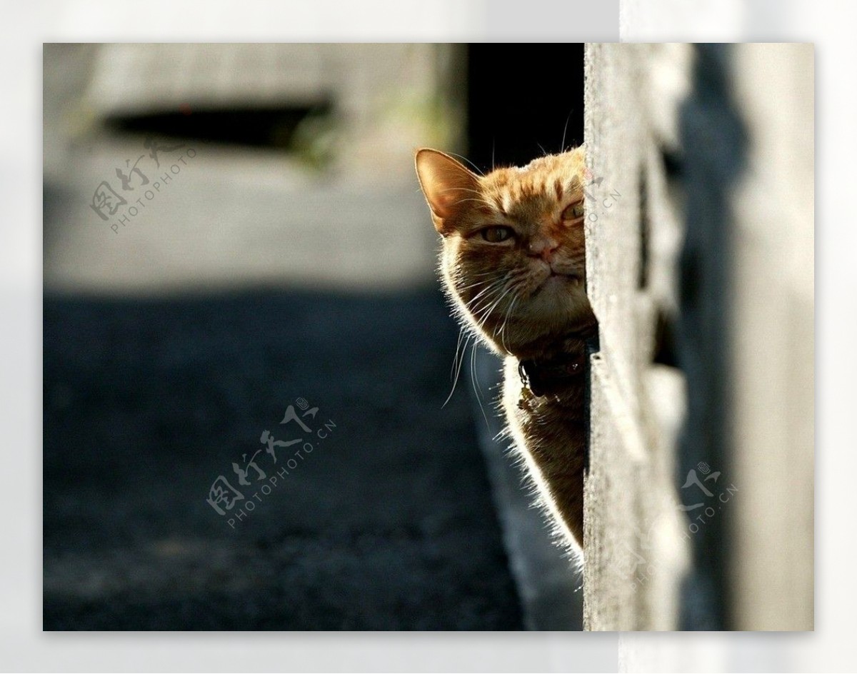 非主流的性感猫咪图片