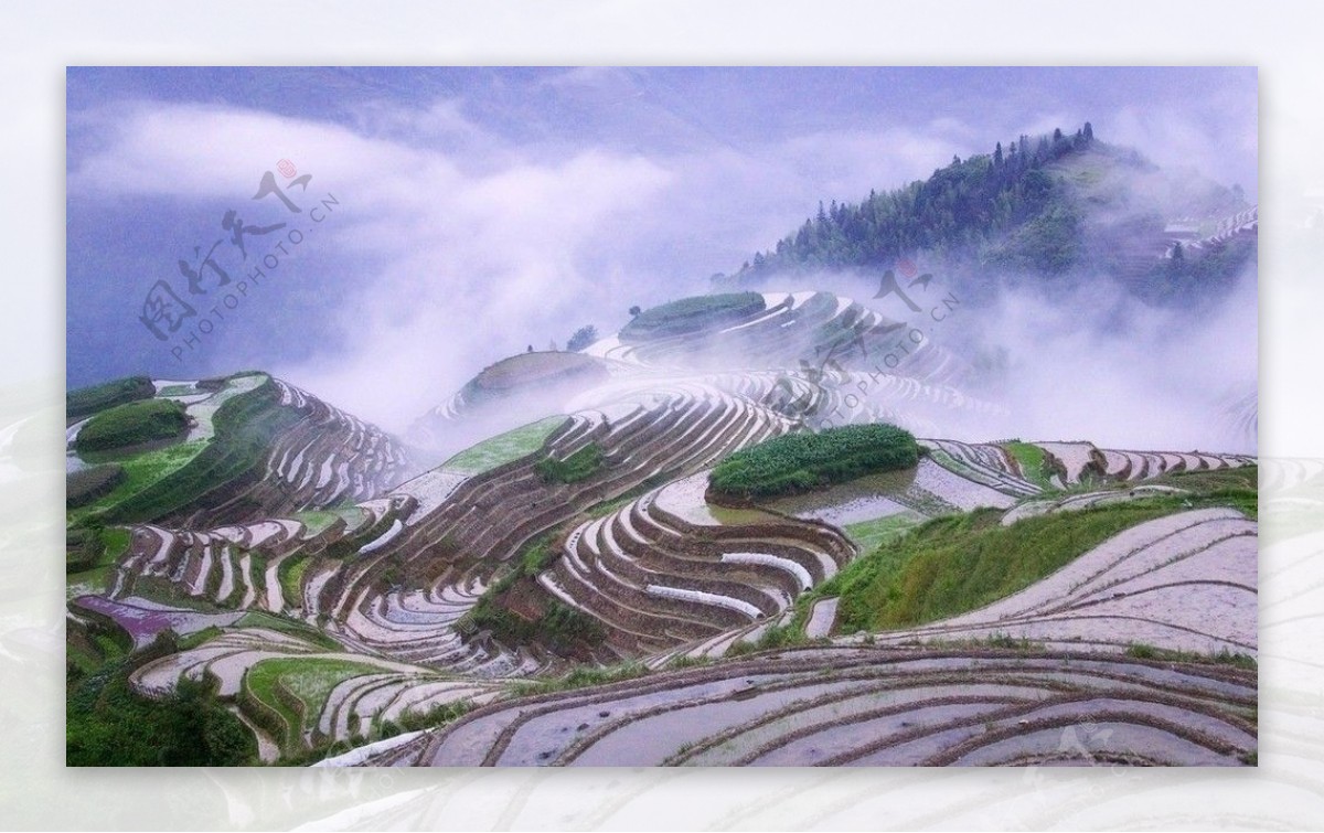 广西晨雾中的梯田图片