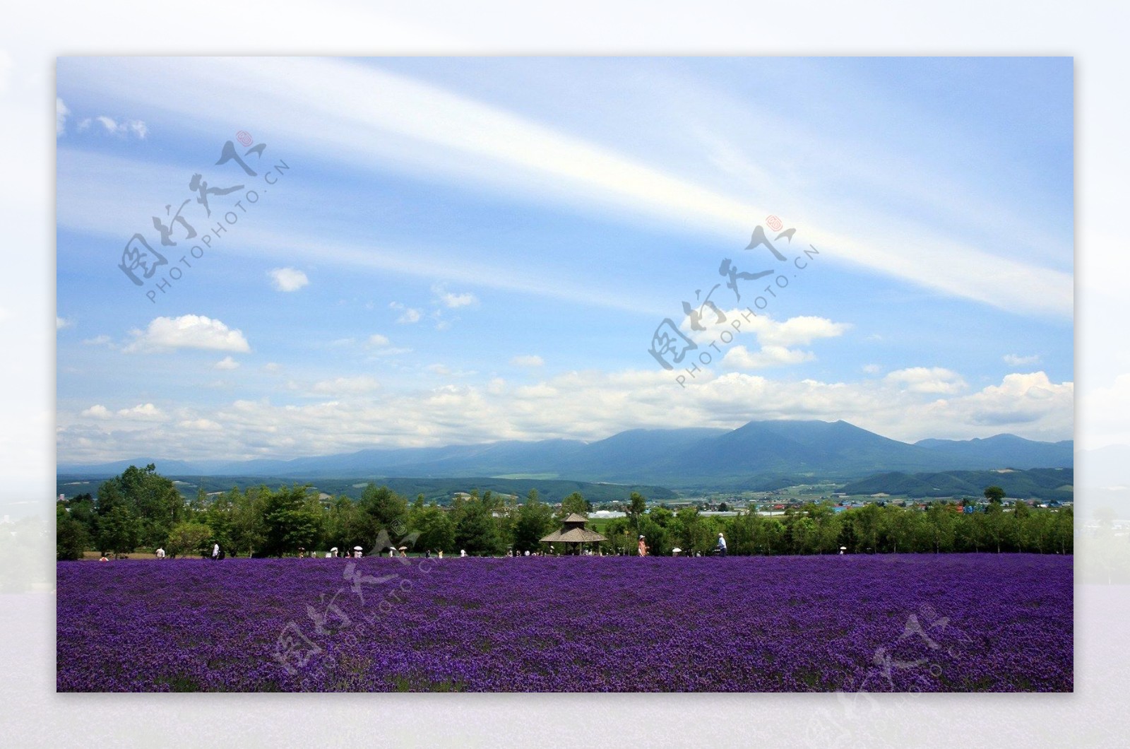 日本北海道薰衣草田图片