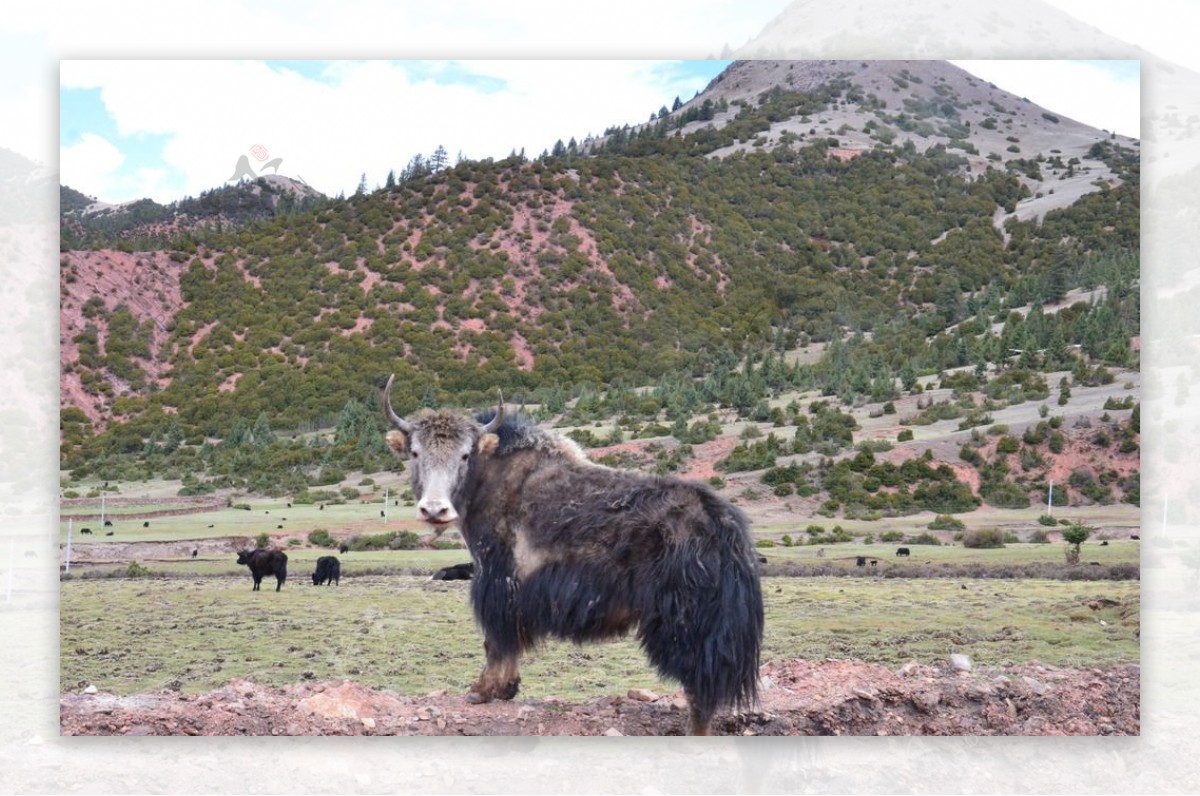 骑行西藏牦牛图片