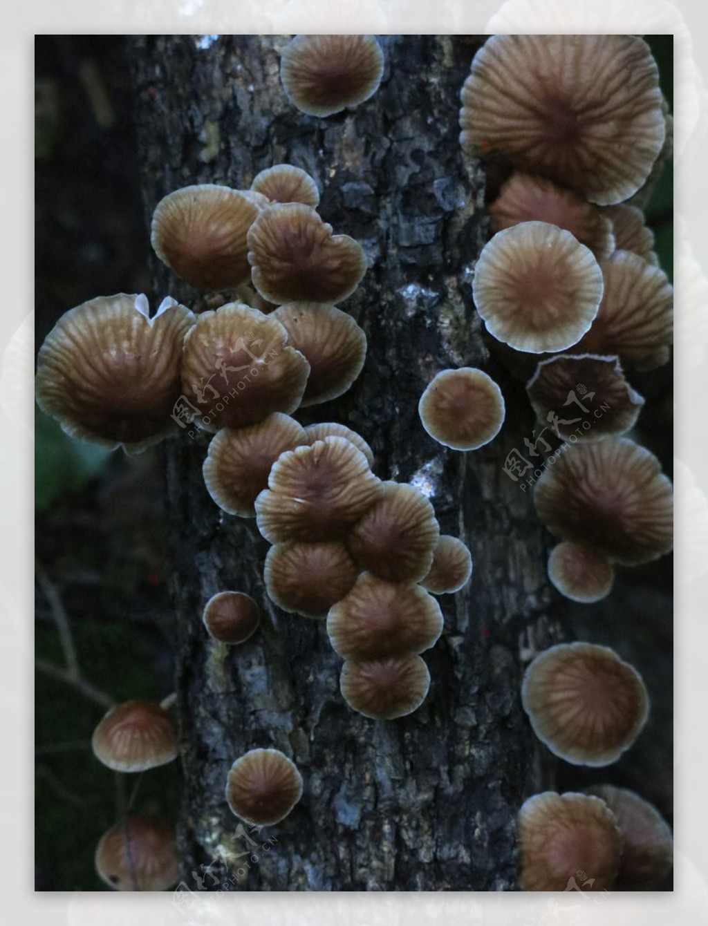 漂亮的蘑菇图片