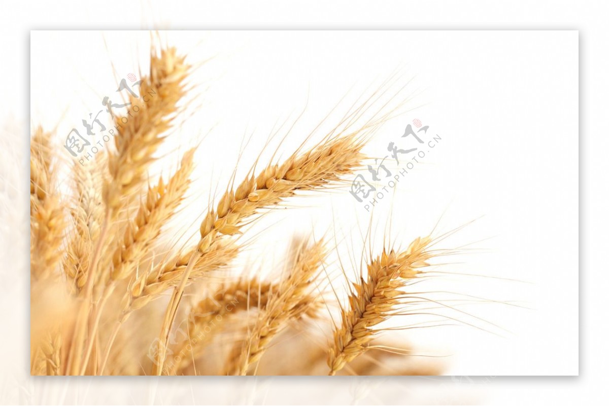 小麦写真素材图片