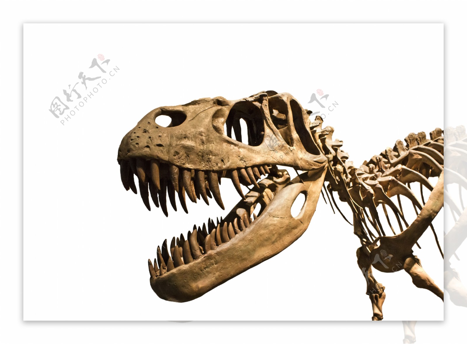 恐龙化石图册_360百科