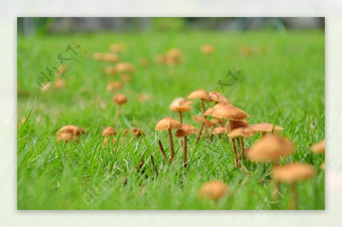 春之蘑菇图片