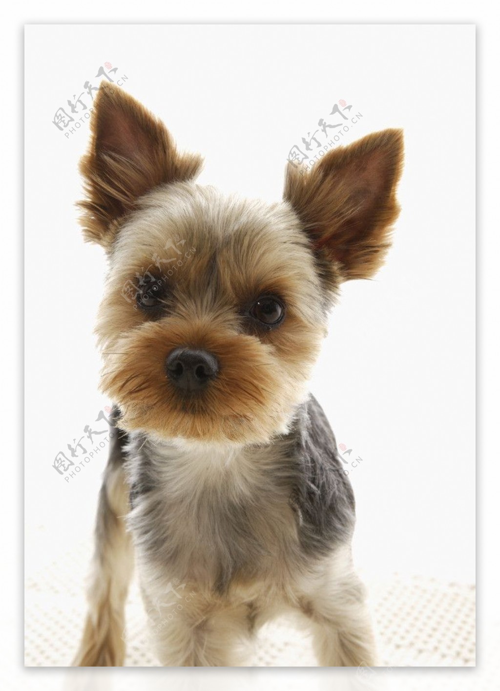 宠物狗图片素材-编号10012122-图行天下