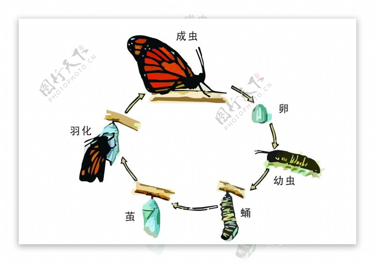 蝴蝶完全变态过程矢量图片