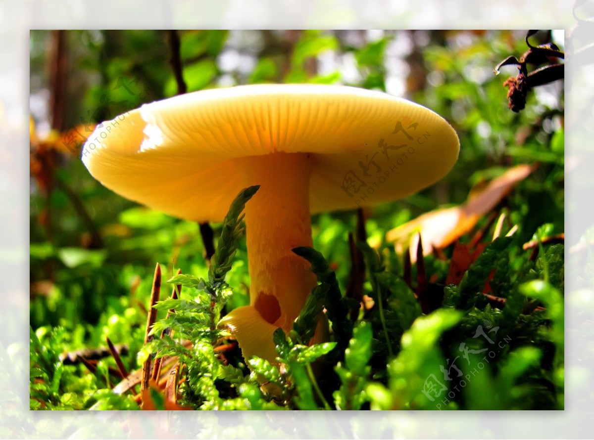蘑菇有哪些种类 - 花百科