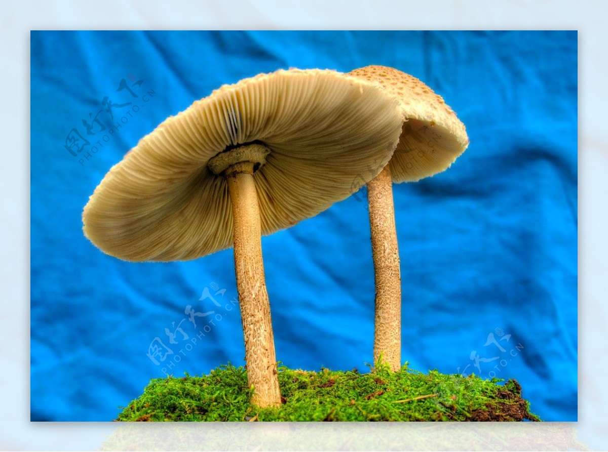 蘑菇图片素材-编号10020973-图行天下