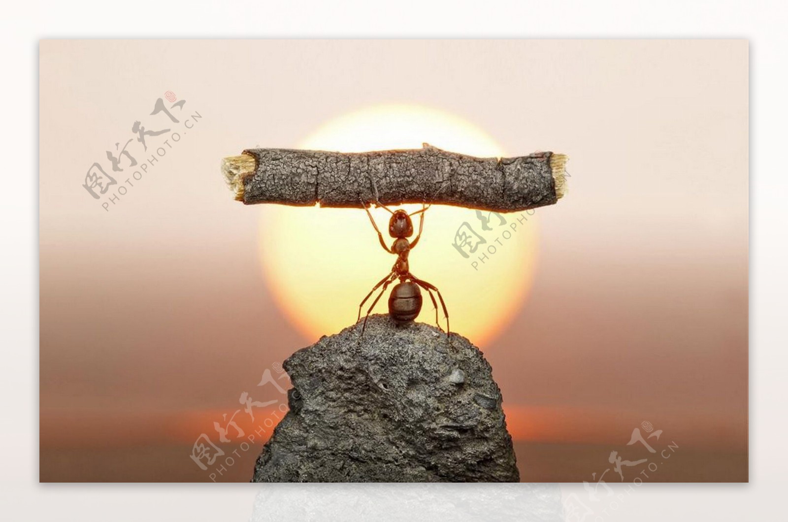蚂蚁大力士图片