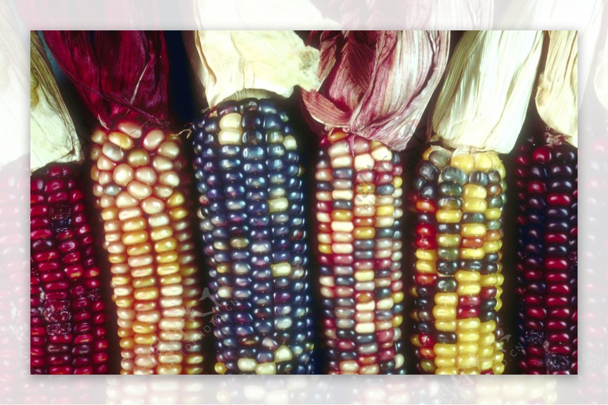 彩色玉米图片