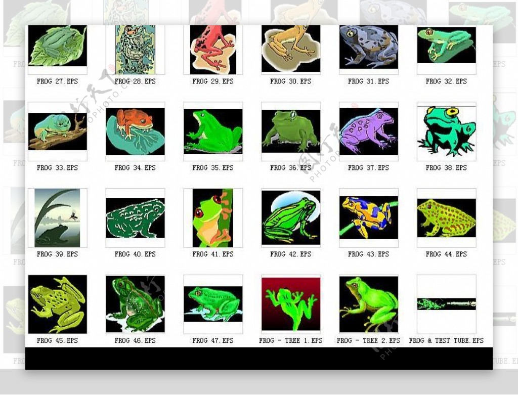 矢量青蛙frog图片
