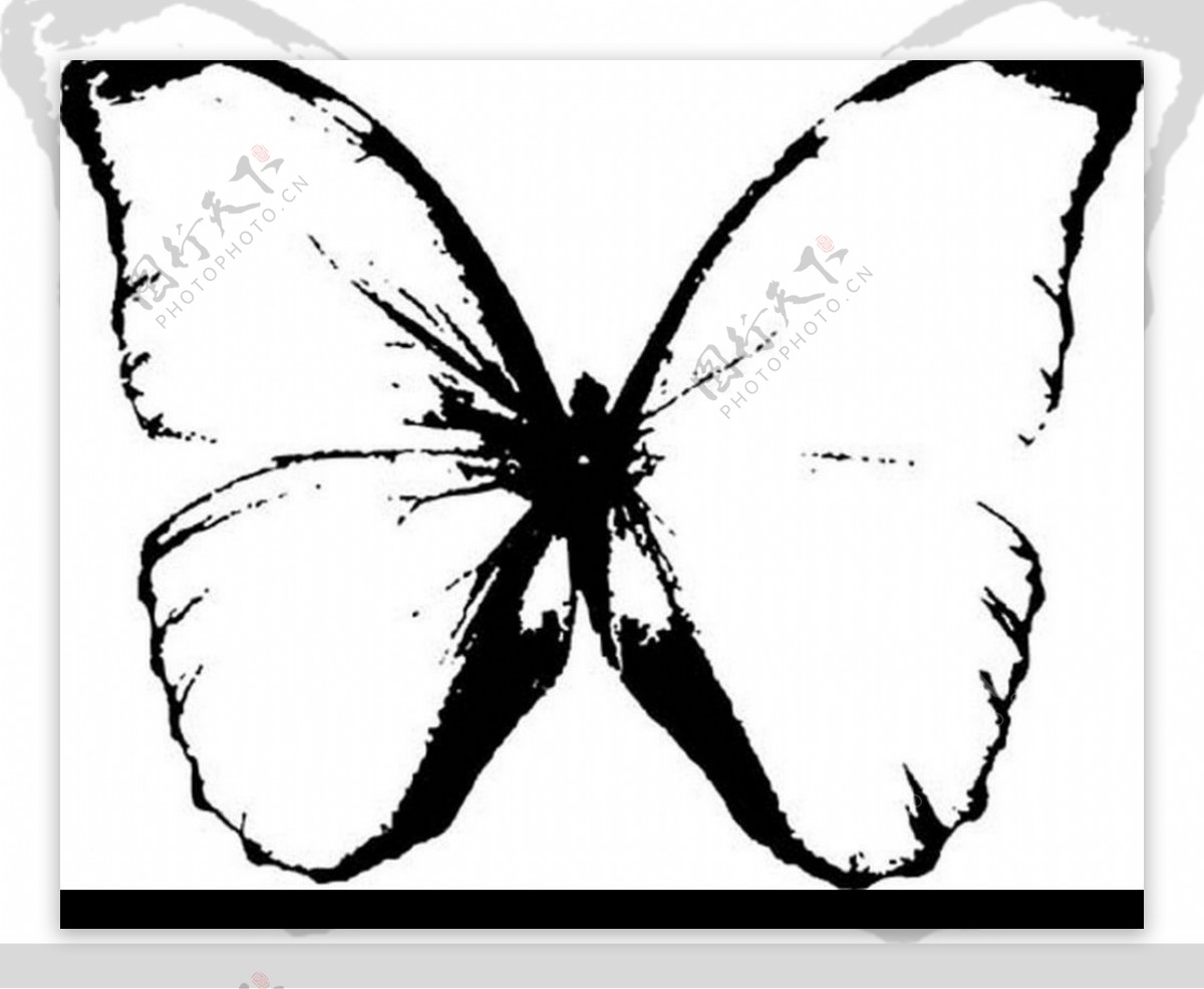 蝴蝶的矢量图图片
