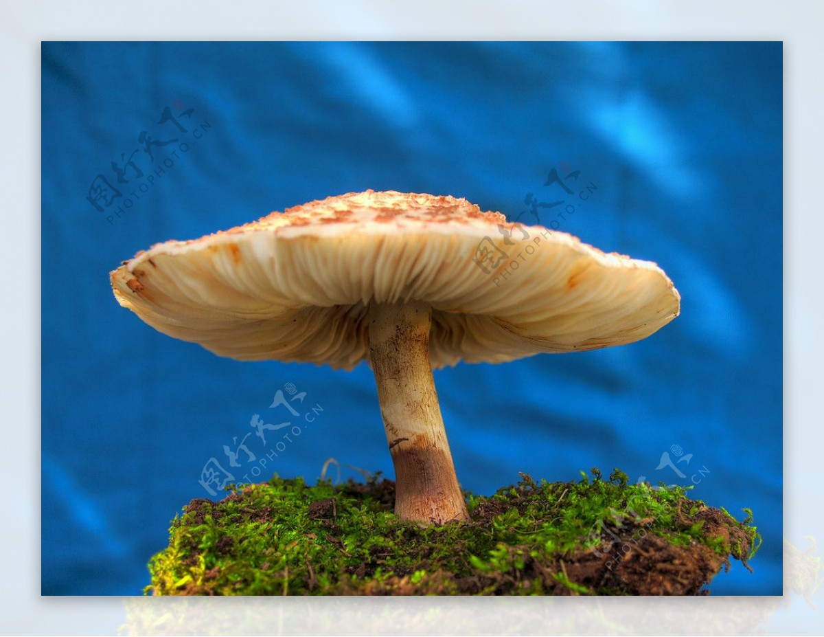 漂亮的蘑菇图片