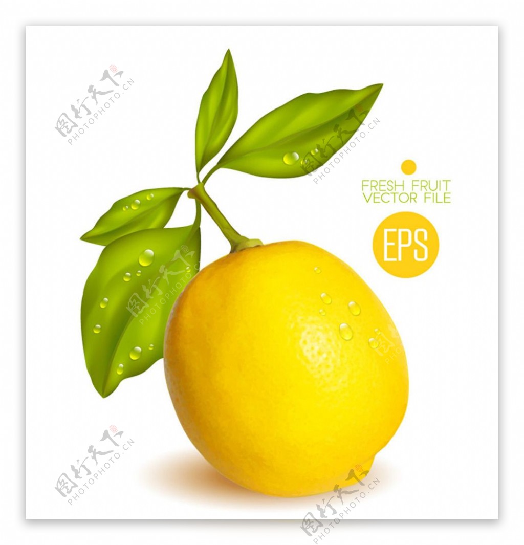 新鲜黄柠檬矢量图片